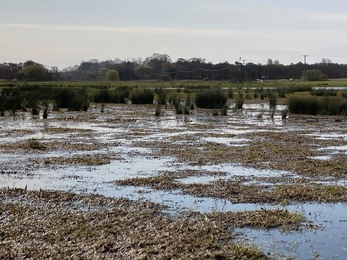 Windpump transformed landscape at Oulton Marshes – Matt Gooch 