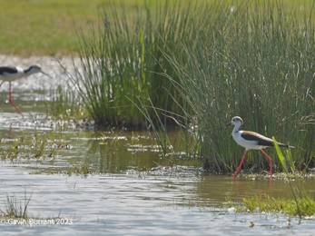 Black winged Stilts at Carlton Marshes, Gavin Durrant