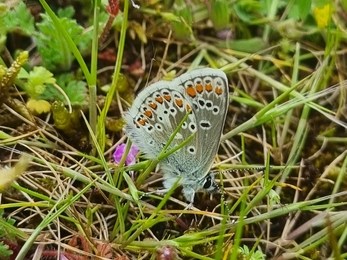 Brown argus at Lackford – Joe Bell-Tye 