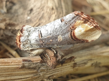 Buff tip moth at Church Farm, Daniel Doughty
