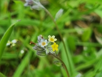 Changing forget-me-not at Lackford – Joe Bell-Tye 