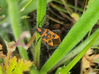 Cinnamon bug at Lackford – Joe Bell-Tye 