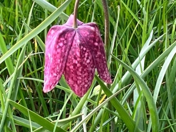 Fox Fritillaries event in april 2023