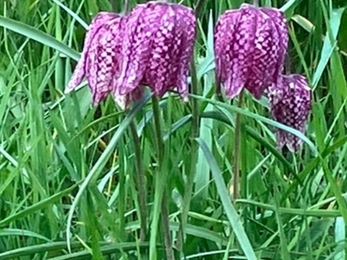 Fox Fritillary Meadow in Framsden. Image Credit: Hannah Bowden