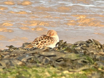 Little stint at Trimey Marshes - Justin Zantboer 