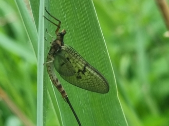 Mayfly at Lackford; there are lots of different mayfly species, this is from genus Ephemera, the largest mayfly we have and needs well oxygenated water – Joe Bell-Tye 