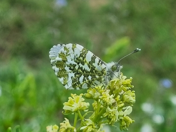 Orange tip at Lackford – Joe Bell-Tye 