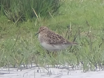 Pectoral sandpiper at Carlton Marshes - Andrew Easton 