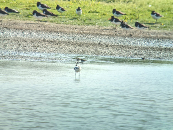 Temminck's stint at Trimley Marshes (the little birds beside the avocet) – Ella Broom 