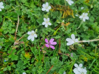 Pink and white flowered common storksbill Lackford – Joe Bell-Tye 