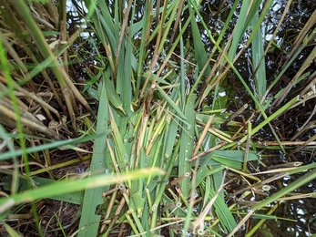 Water vole evidence, Ella Broom