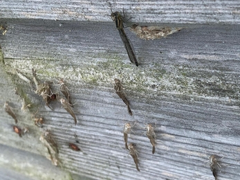 Emerging damselflies, Lackford Lakes, Linsey Gray