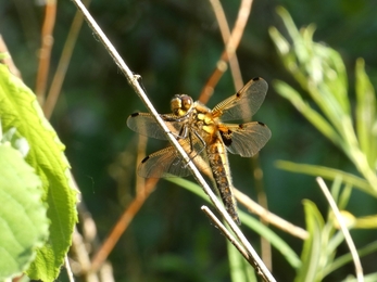 Four spotted chaser dragonfly
