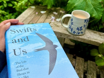 Swifts and Us by Sarah Gibson 