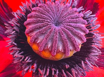 Purple and red poppy seed head