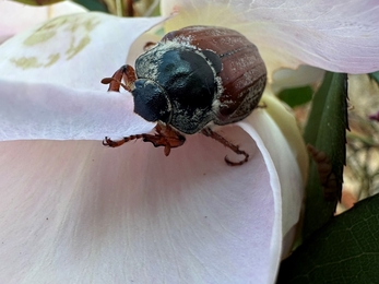 cockchafer on pink rose