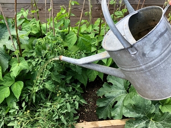a silver watering can watering a raised vegetable patch