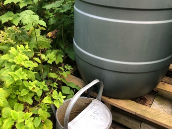 A silver watering can being filled by a black water butt