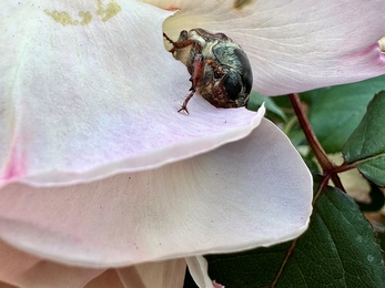 Cockchafer on a pink rose