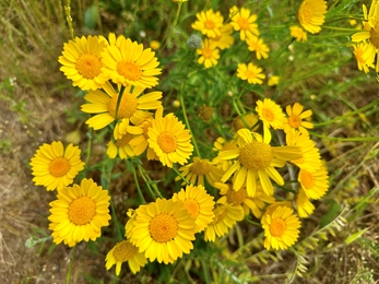 Corn marigolds at Martlesham Wilds - Steve Aylward