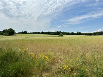 Corn marigolds at Martlesham Wilds - Steve Aylward