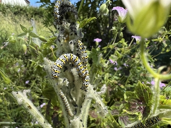 mullein moth caterpillars 