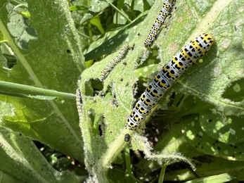  mullein moth caterpillars