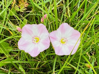 two pink bindweed flowers
