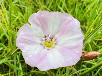 pink bindweed 