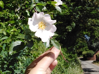 Dog rose in a hedgerow, on a sunny day, one of the leaves is being held by a hand