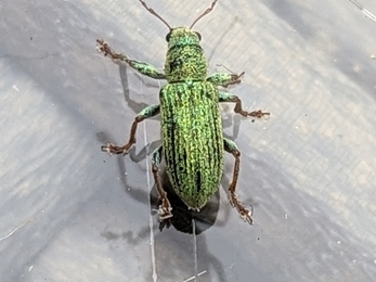green weevil on a glass garden tabel
