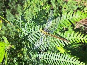 Emperor dragonfly