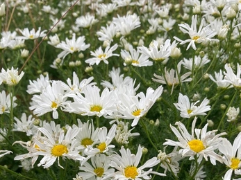 Scentless mayweed at Foxburrow  - Ben Calvesbert 