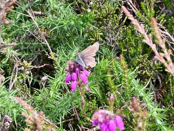 Silver studded blues at Blaxhall Common – Ben Calvesbert 