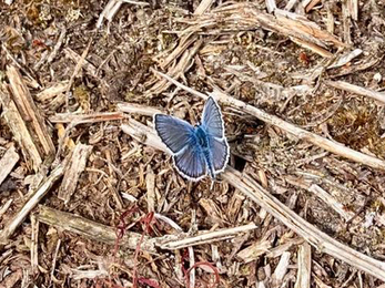 Silver studded blues at Blaxhall Common – Ben Calvesbert 