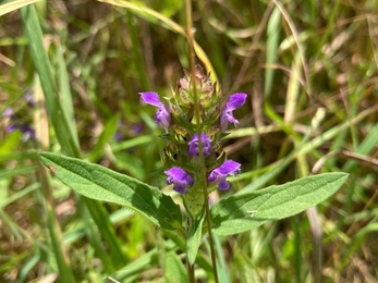 Selfheal at Foxburrow  - Ben Calvesbert 