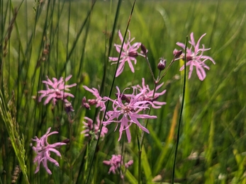 Ragged robin at Hen Reedbeds – Jamie Smith 