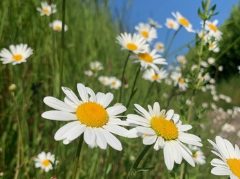 Oxide Daisy in a verge on a sunny day