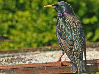 Starling perched at a feeder, The Wildlife Trusts