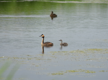 Great crested grebe and chick -Abi Maycock