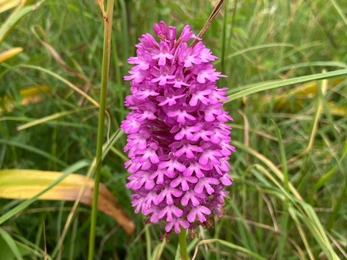 Pyramidal orchids at Martins' Meadows – Ben Calvesbert 