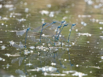 Damselflies at Lackford Lakes - Michael Andrews