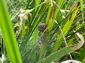 Fen raft spider surveys at Carlton Marshes – Frances Lear 