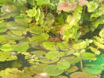 Fen raft spider surveys at Carlton Marshes – Frances Lear 