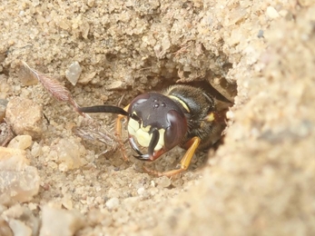 Female Beewolf Philanthus triangulum – Hawk Honey 