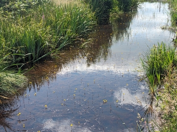 Bladderwort at Hen Reedbeds – Jamie Smith 