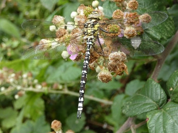 Southern hawker at Lackford Lakes – Michael Andrews 