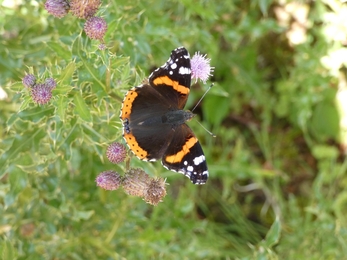 Red admiral at Lackford Lakes - Michael Andrews 