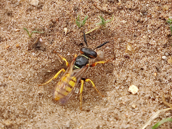 Bee wolf Philanus triangulum at Knettishall Heath – David Stansfeld 