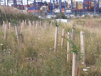 New trees growing at Trimley Marshes, Suffolk